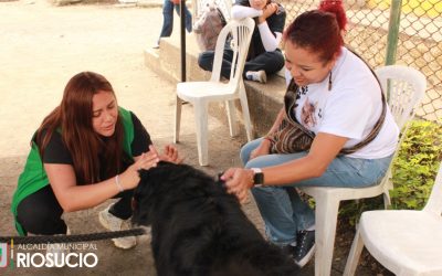 Jornada de identificación de mascotas